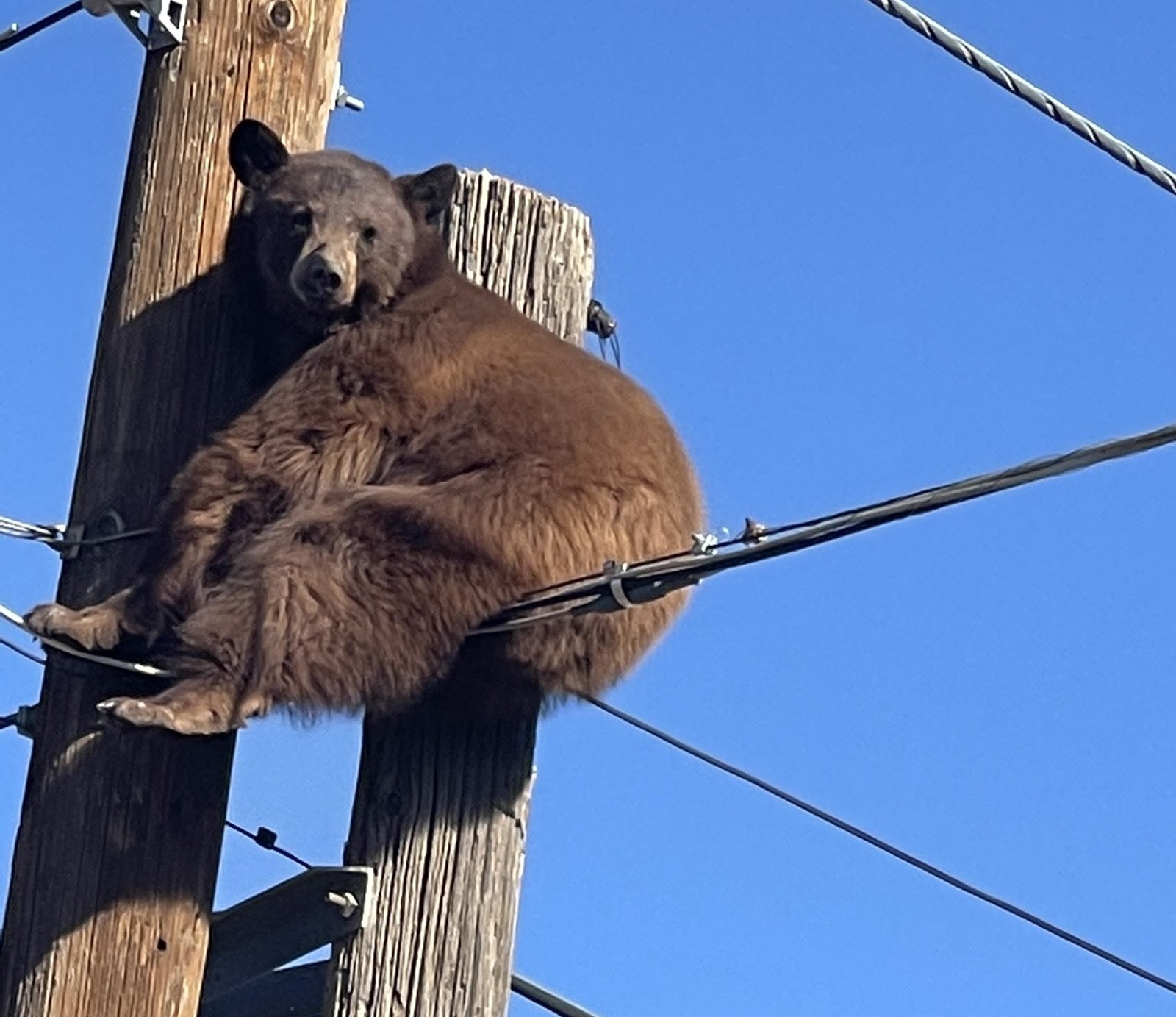 ABD’de elektrik direğinin tepesinde mahsur kalan ayı kurtarıldı