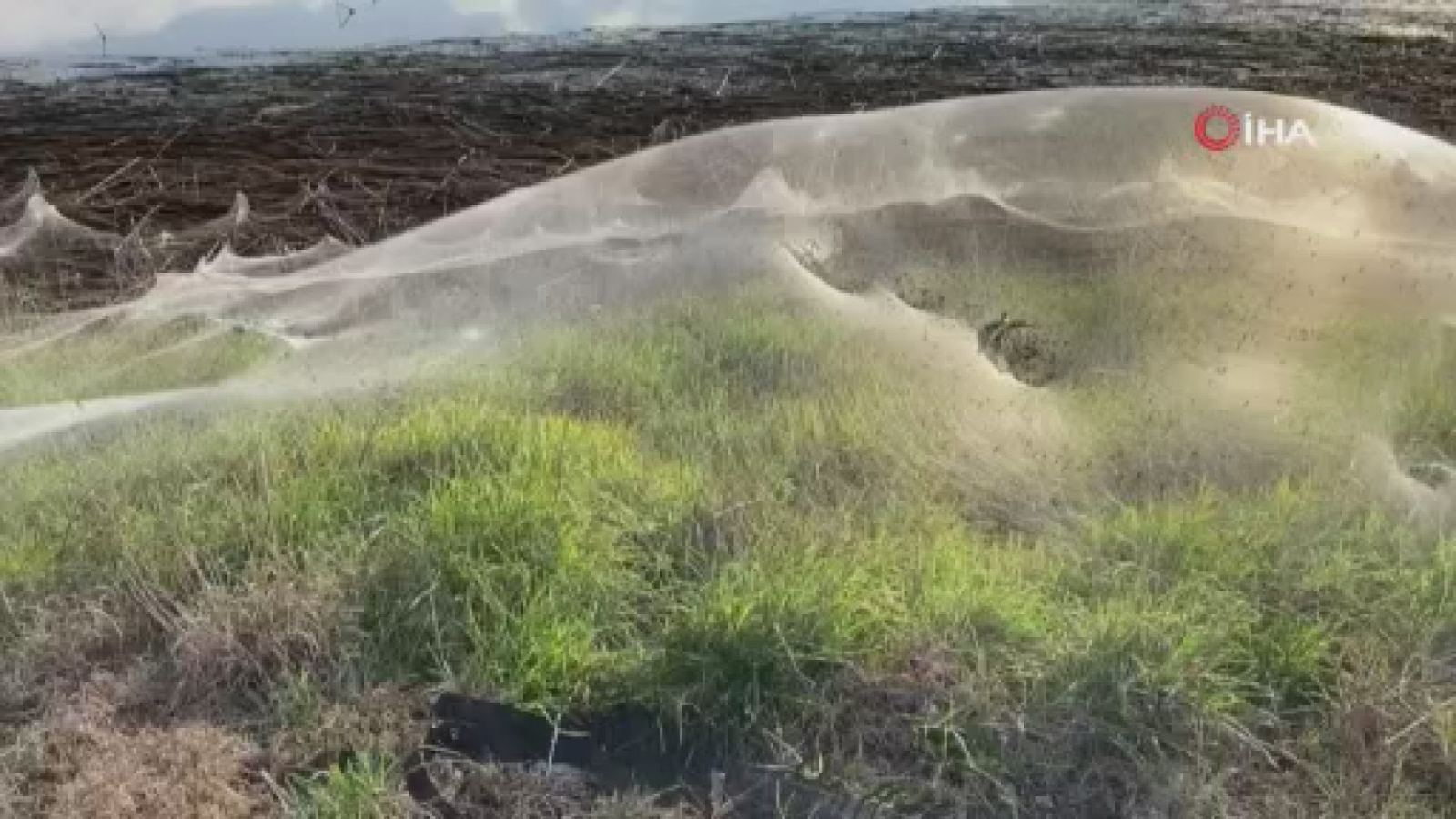 Avusturalya’da sel bölgesini dev örümcek ağları kapladı