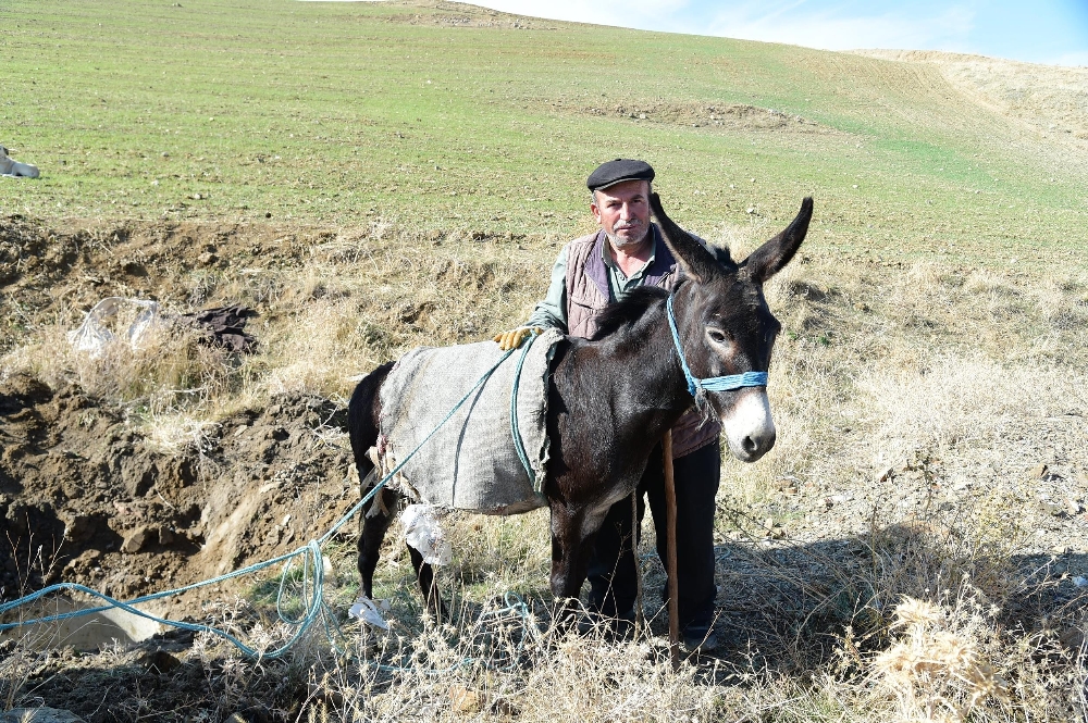 Foseptik çukuruna düşen eşek kurtarıldı