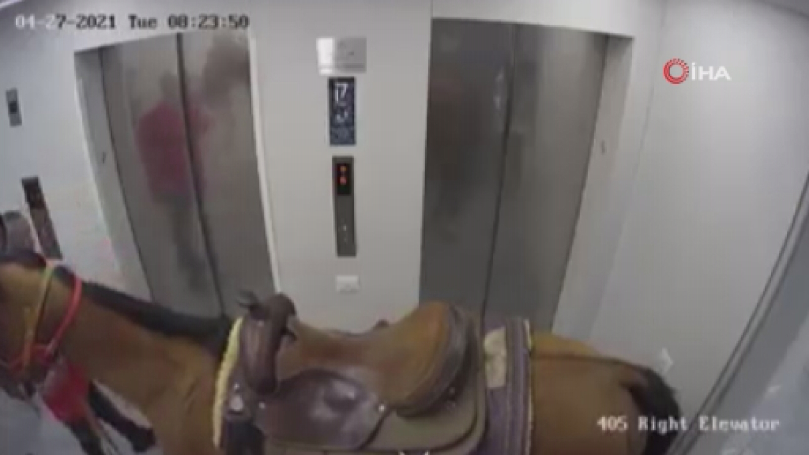 İsrail’de akıl almaz olay: Atını asansörle yukarı çıkarmaya çalıştı