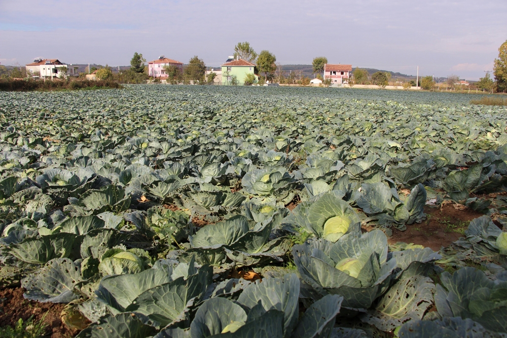 Karadeniz’in gıda ambarı Samsun