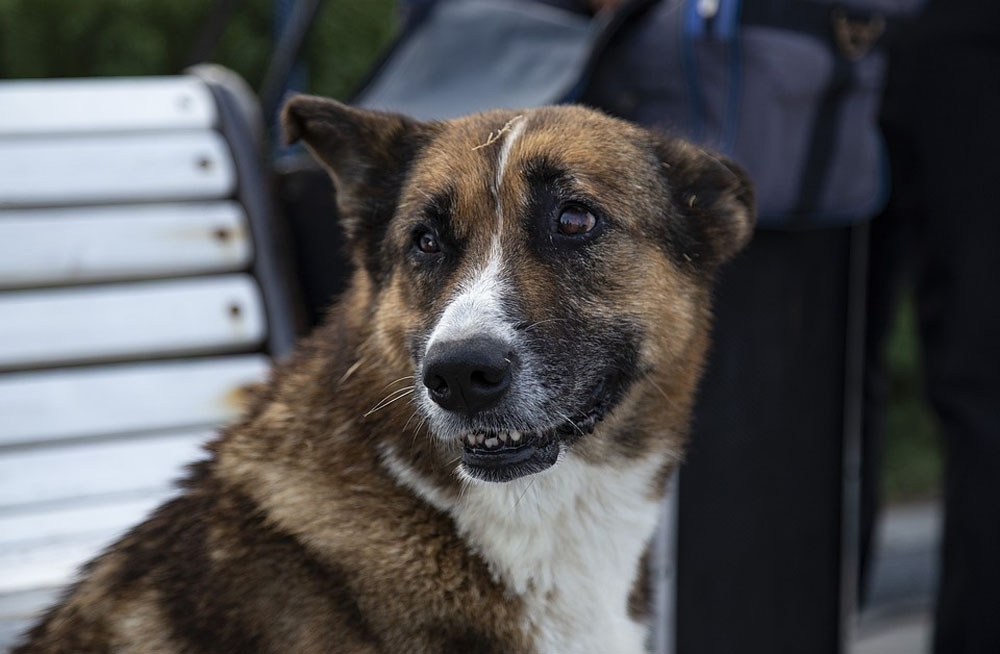 Ölen Sahibinin Dönmesini 9 Yıl Bekleyen Köpek: Kırımın Haçikosu