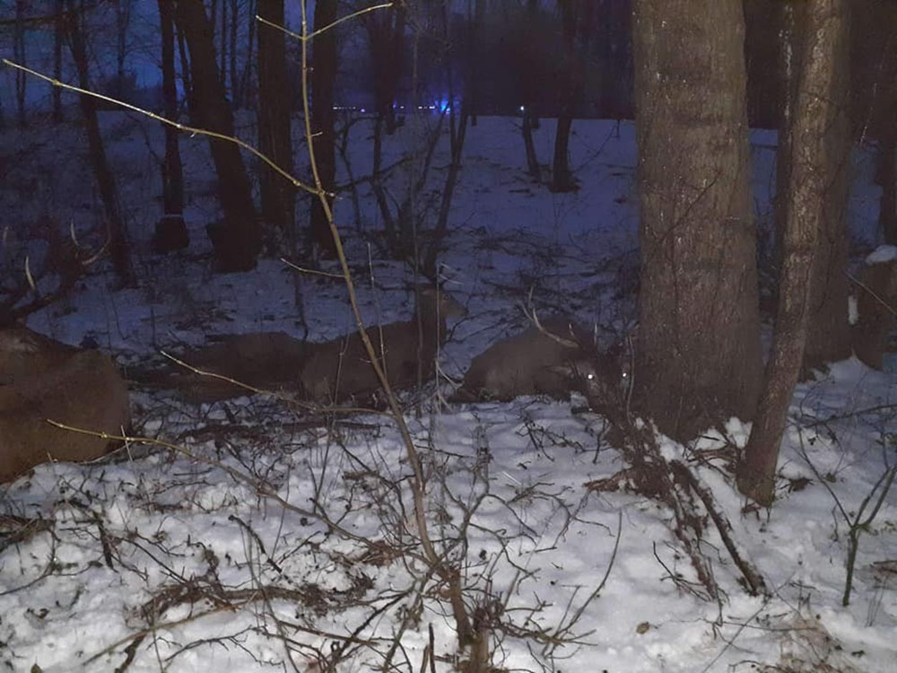 Polonya’da avcılardan kaçan geyik sürüsü göle düştü