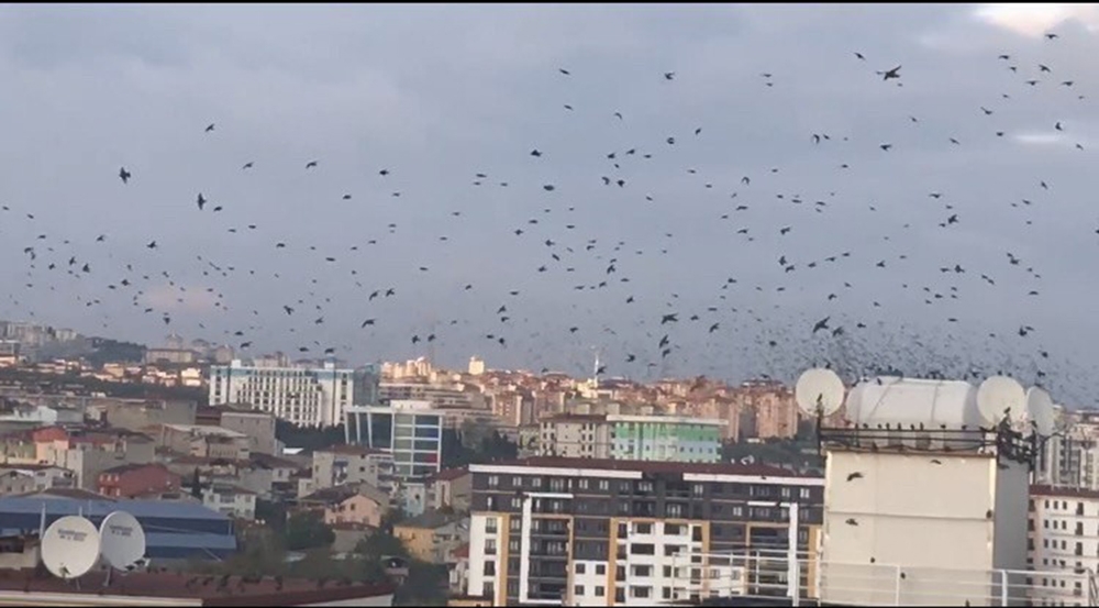 Sığırcıkların gökyüzünde görsel şöleni görenleri hayran bıraktı