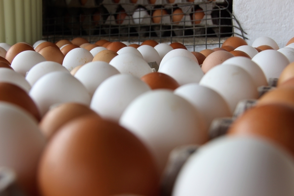 Tavuk yumurtası üretimi 1,7 milyar adet oldu
