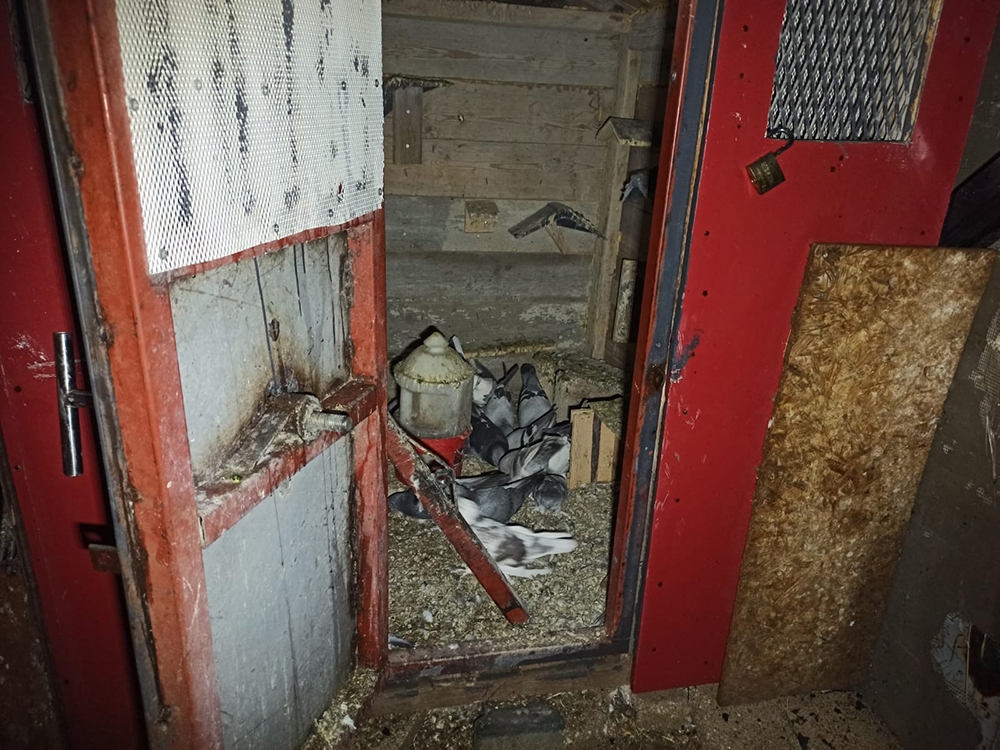 Yanan kulübedeki tüp patladı: 1 kişi yaralandı, 24 güvercin telef oldu