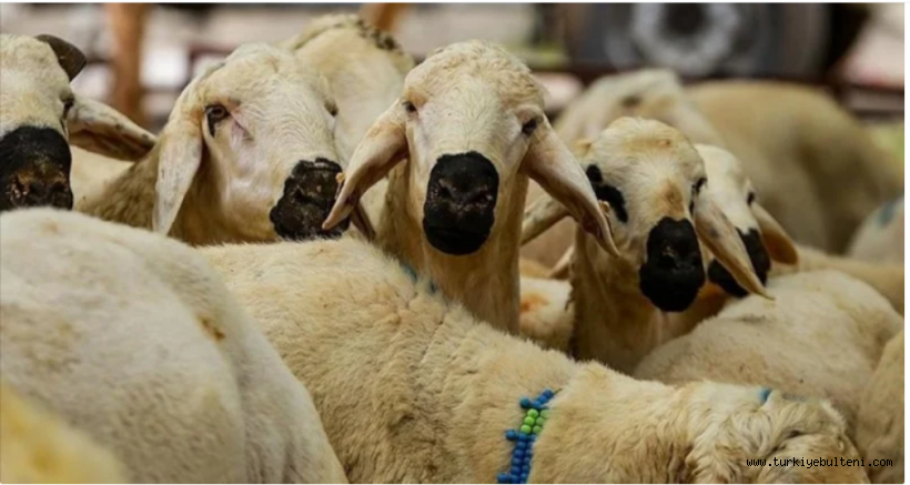 Diyanet, vekaletle kurban kesim bedelini açıkladı