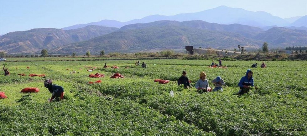 DMM: Mevsimlik tarım işçilerine sağlanan destekler artırıldı