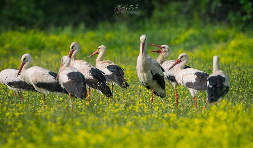 11 aylık yavru leylek 3 bin kilometre yol geldi