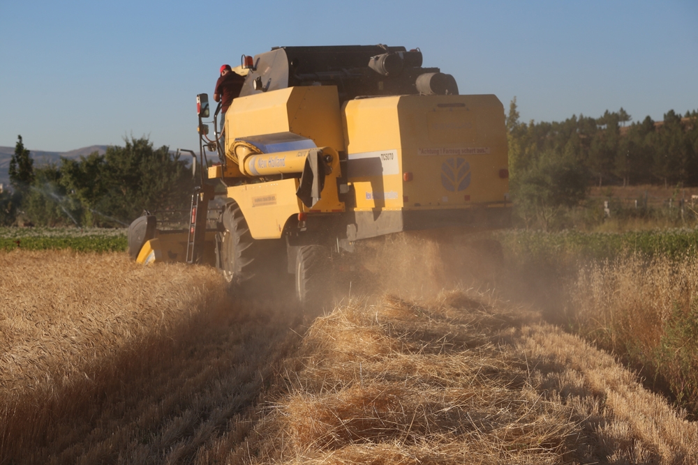 13 bin yıllık buğdayın ilk hasadı yapıldı