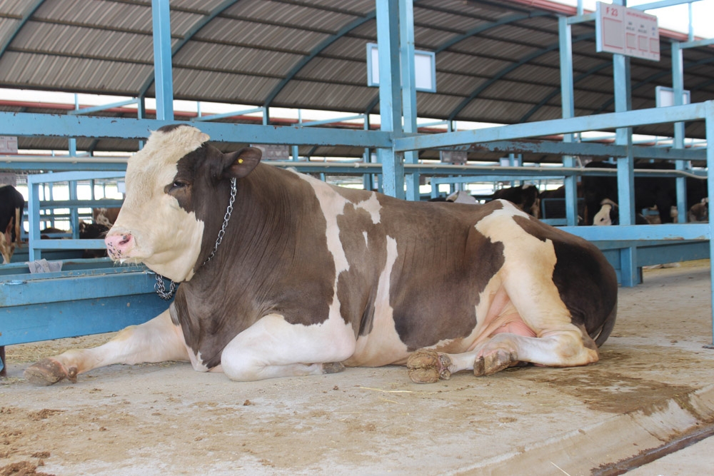 1,5 tonluk tosun pazarın gözdesi oldu