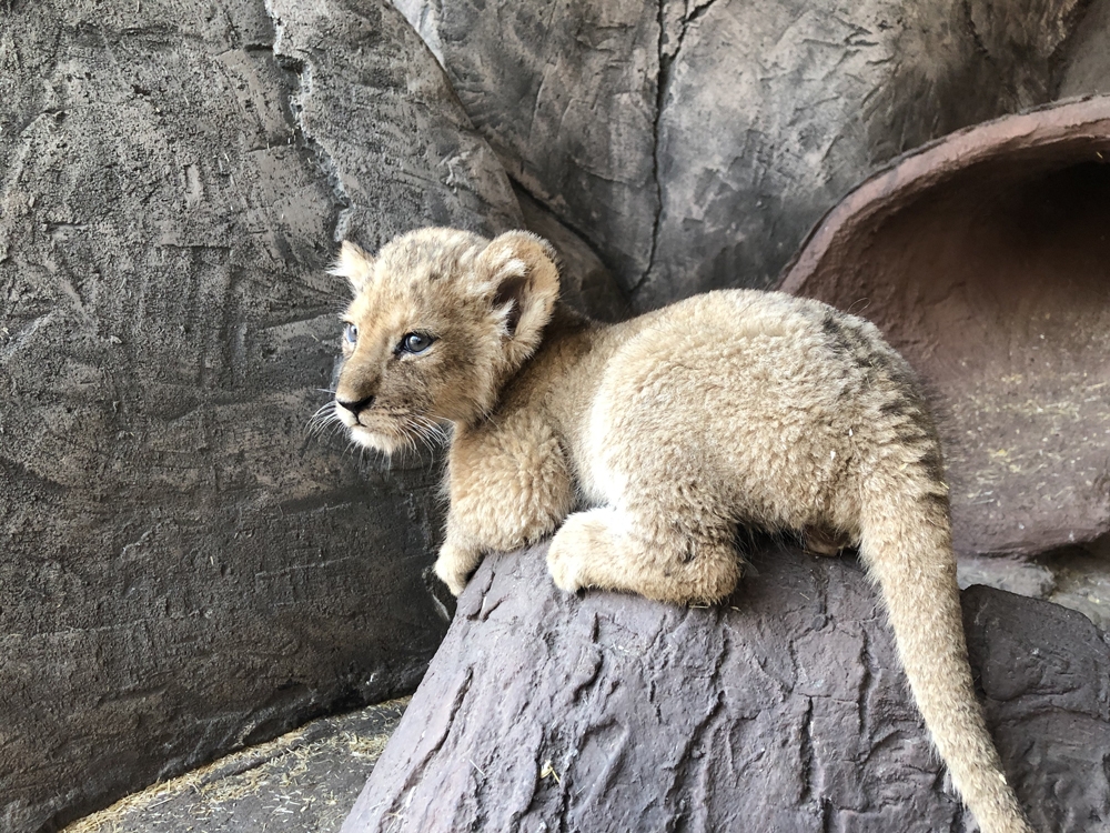 2 Gün Arayla 4 Aslan Ve 3 Kaplan Yavrusu Dünyaya Geldi