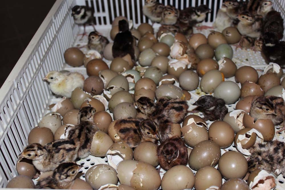 2019'da Yaklaşık 100 Bin Kanatlı Yetiştirilerek Doğaya Salındı