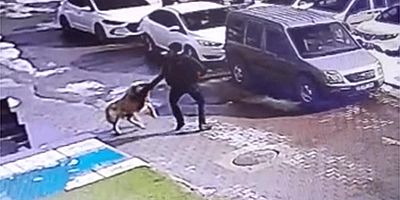 2022’den bu yana 4 bin 269 köpek saldırısı meydana geldi