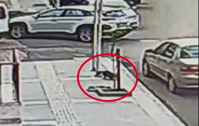 4. kattan aşağıya dört ayak üstüne düşen kedi kamerada