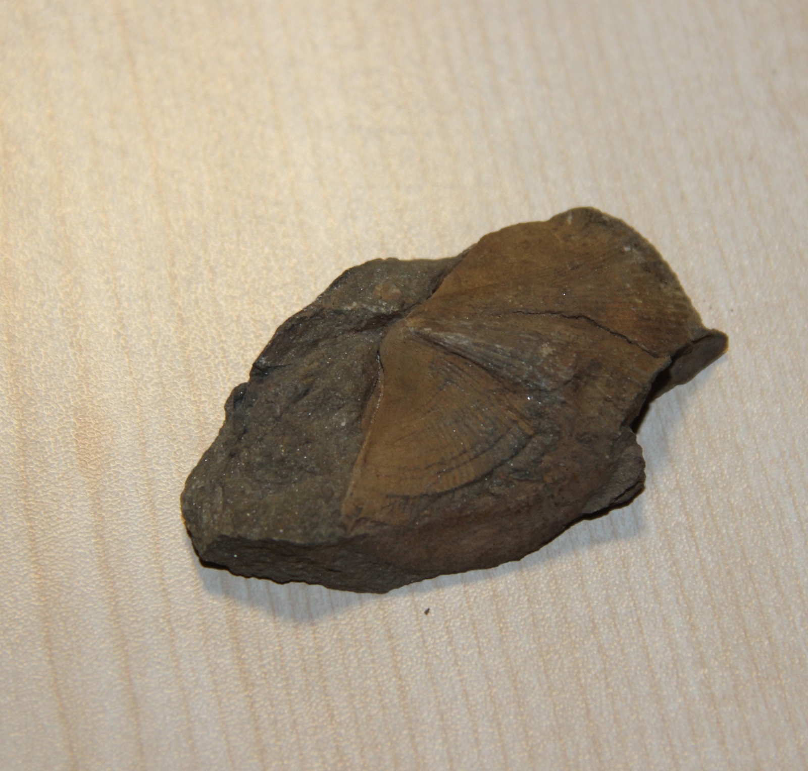 400 milyon yıllık fosiller heyecan uyandırıyor