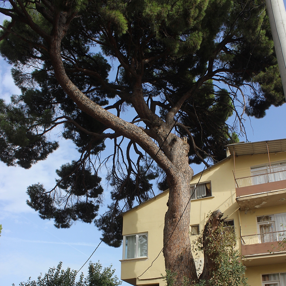 700 yaşındaki tek kollu gazi hâlâ ayakta