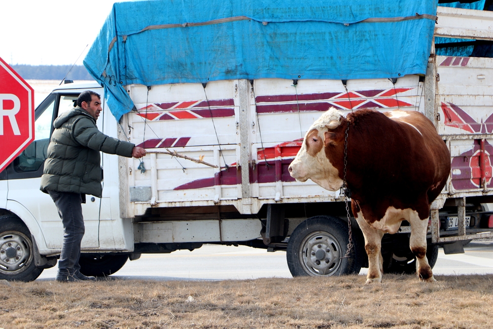 900 kiloluk kızgın boğa trafiği birbirine kattı
