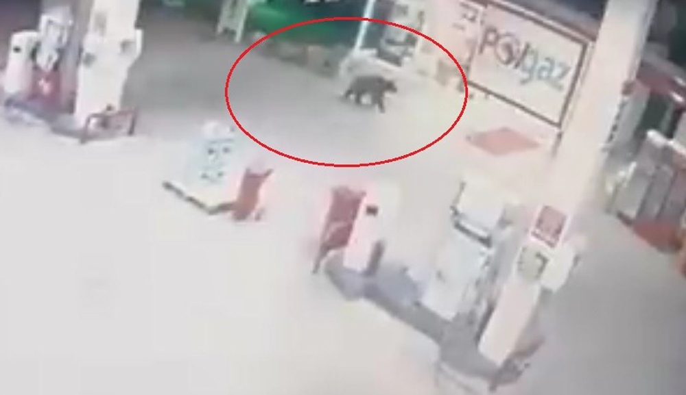 Aç Kalan Ayı Akaryakıt İstasyonuna İndi