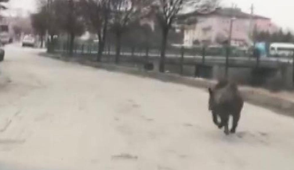 Aç Kalan Domuz Güpegündüz İlçe Merkezine İndi