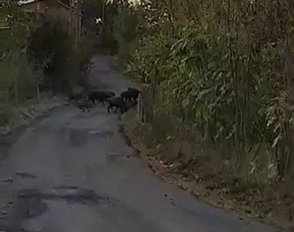 Aç kalan domuz sürüleri köylere inmeye başladı
