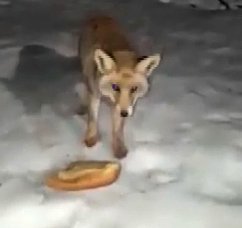 Aç kalan tilki mermer ocağına geldi