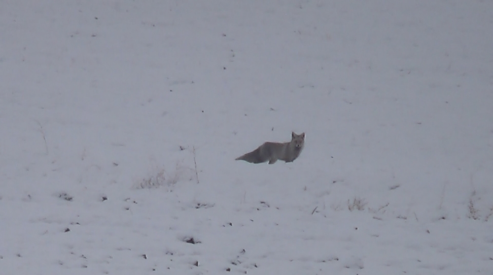 Aç Kalan Tilkiler Şehir Merkezine Kadar İndi