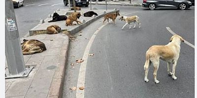 Acılı aileler kendilerini kovan milletvekillerine tepki gösterdi
