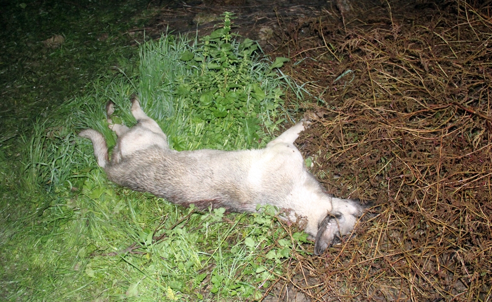 Adana’da köpek vahşeti