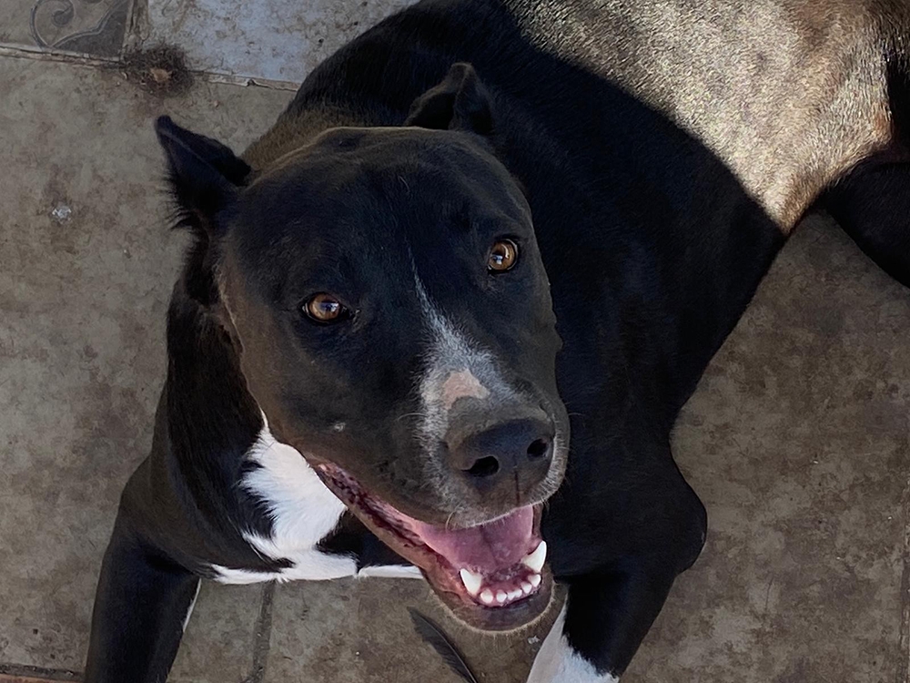 Adana’da tehlikeli köpek operasyonu
