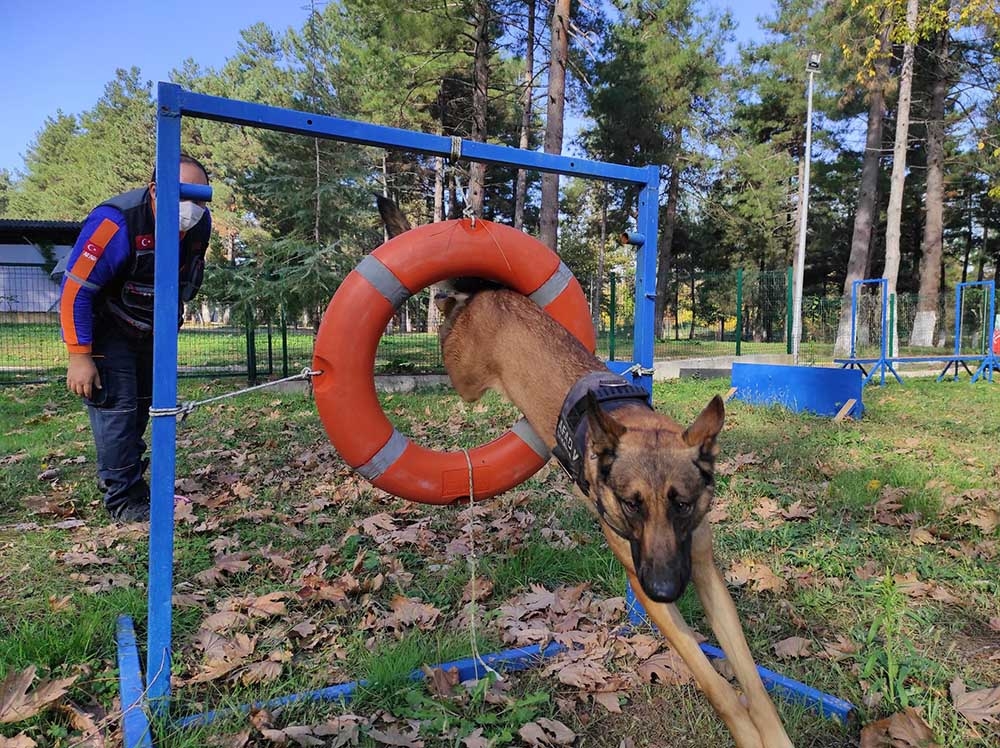 AFAD’ın altın burunlu kahraman köpekleri böyle eğitiliyor