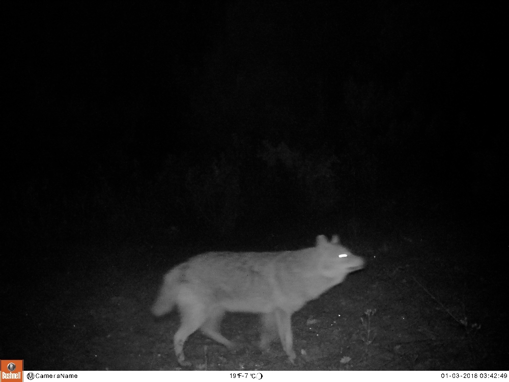 Afyonkarahisarda Fotokapana Yansıyan Yaban Hayatı