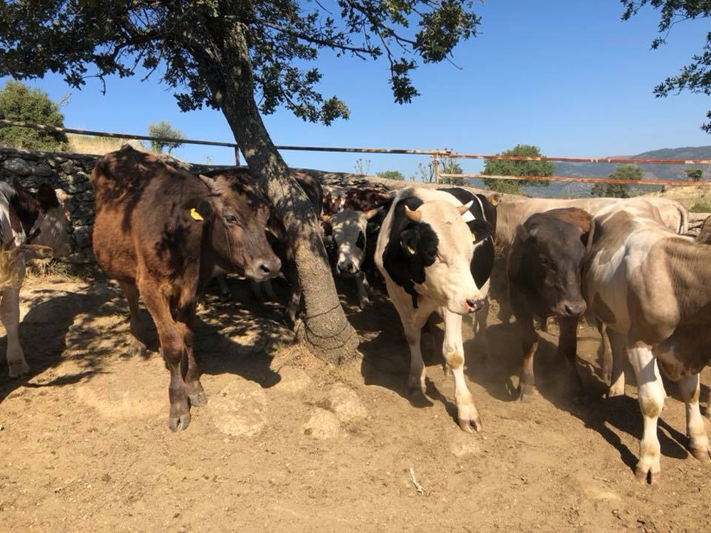 Afyonkarahisarda Kuduz Karantinası