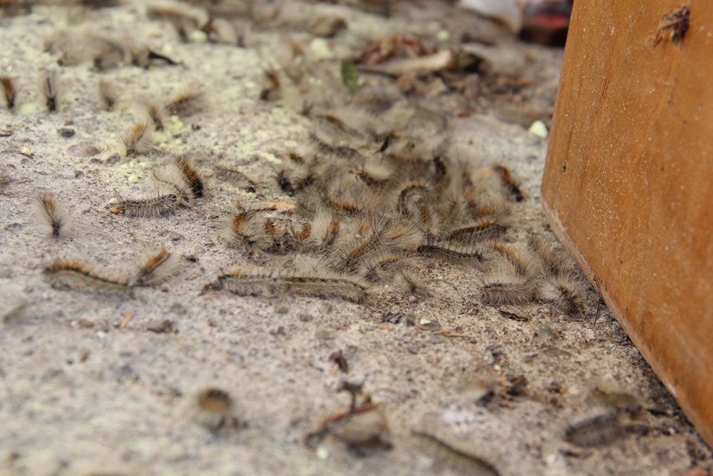 Ağaçların ardından evlere de dadandılar