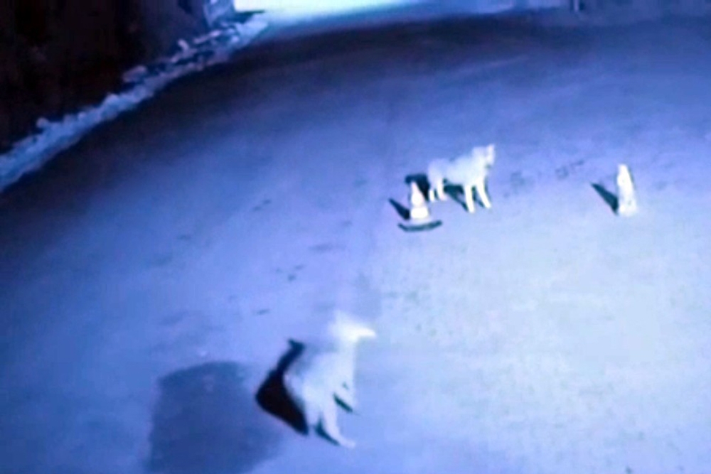 Ağrıda Kurtlar Şehre İndi