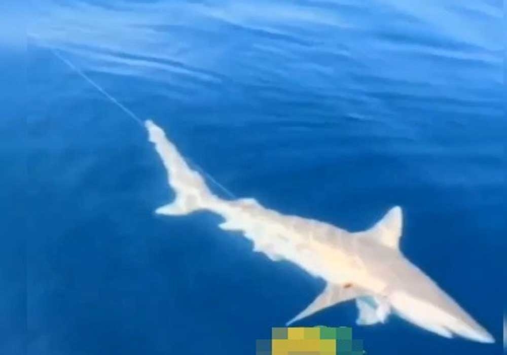 Akdeniz Körfezinde Köpek Balığı Ve Fok Heyecanı