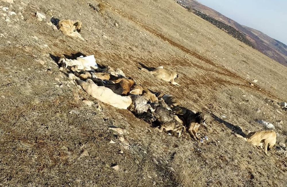 Akılalmaz olay, 29 köpek uyuşturulmuş olarak bulundu