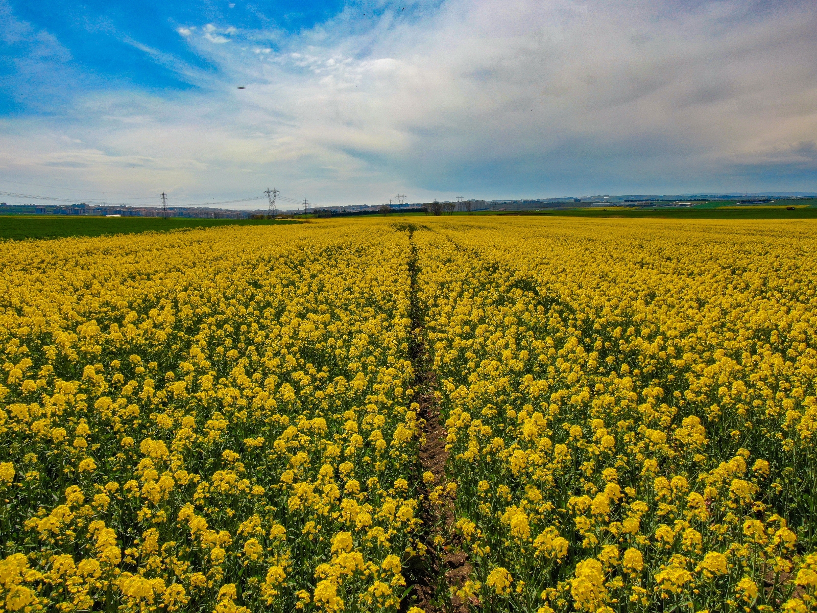 Altın sarısı Kanola tarlaları havadan görüntülendi