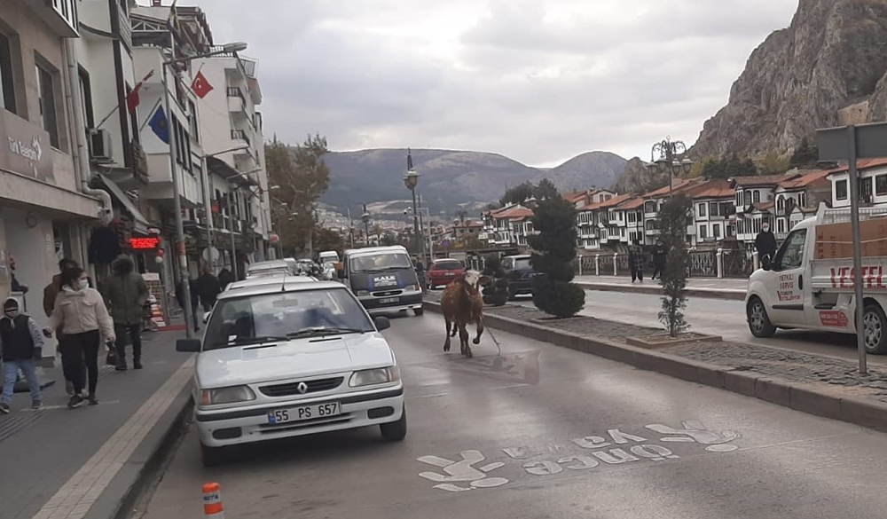 Amasya’da sahibinden kaçan boğa trafiği birbirine kattı