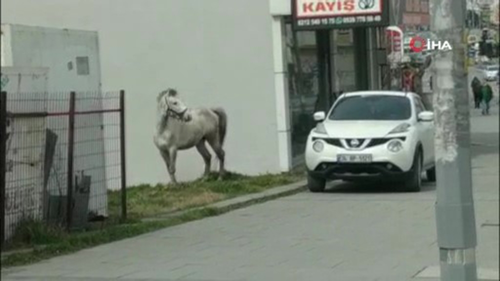 Ana caddede başıboş koşan at şaşırttı