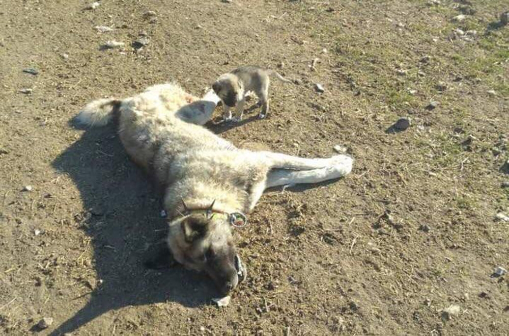 Ankara’da 22 köpek zehirlenerek öldürüldü