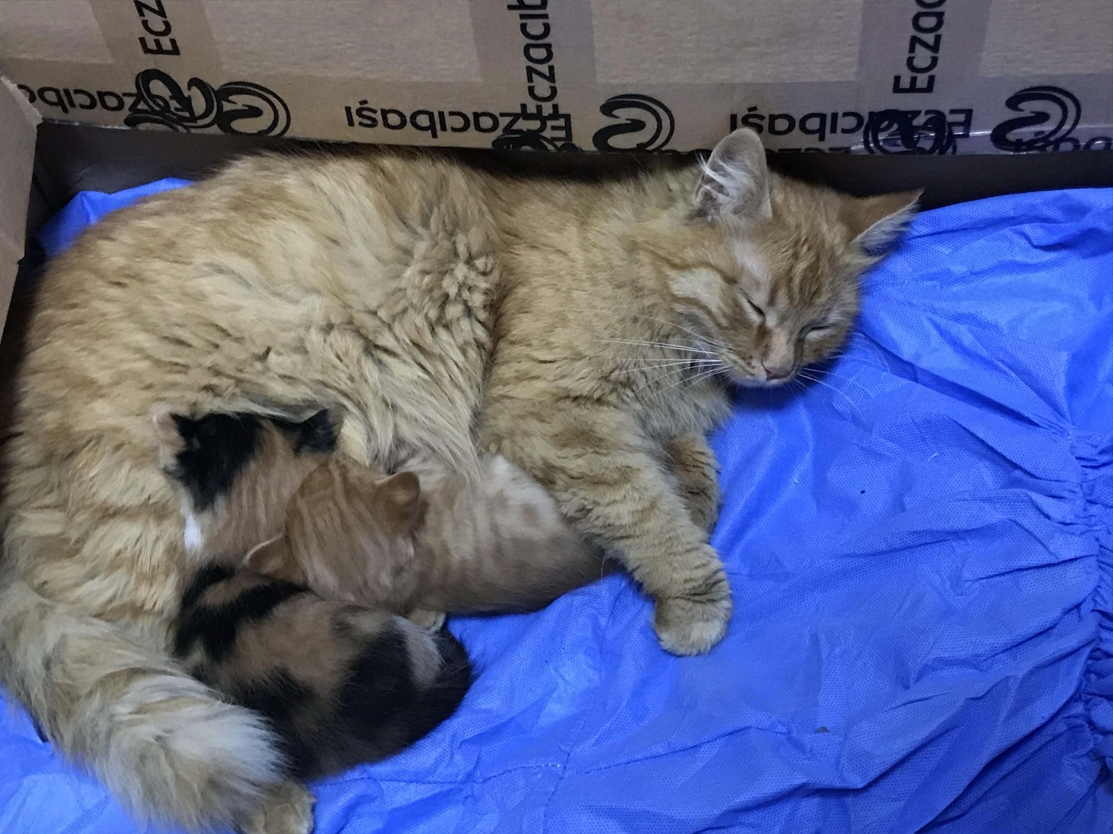 Anne kedi yavrularını doktora getirdi
