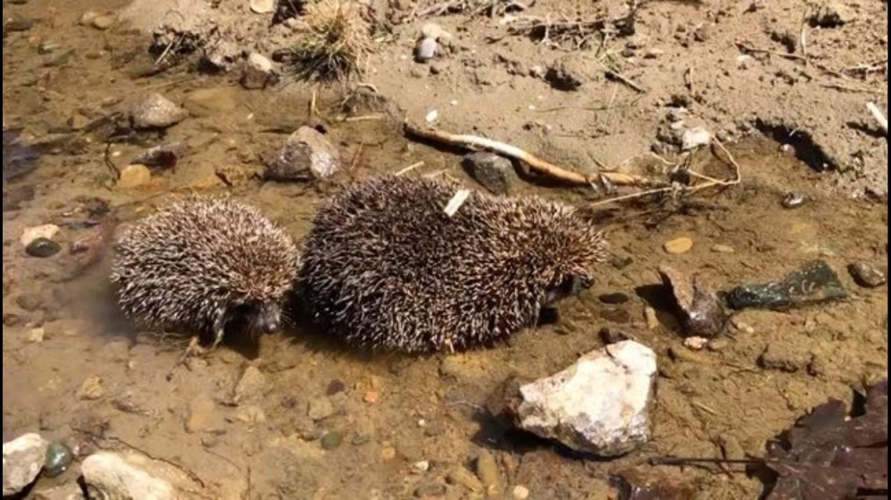 Anne kirpi ve yavruları çöpte ölüme terk edildi