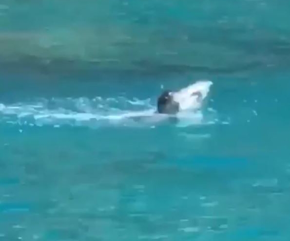 Antalya’da Akdeniz foku görüntülendi