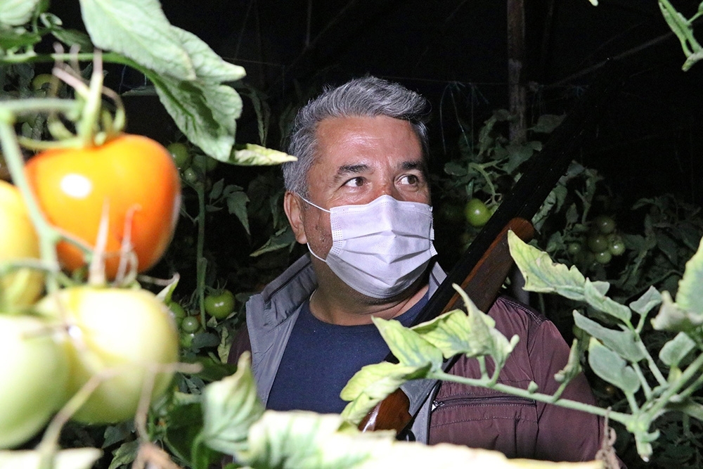 Antalya’da çiftçilerin film sahnelerini aratmayan domates hırsızları nöbeti