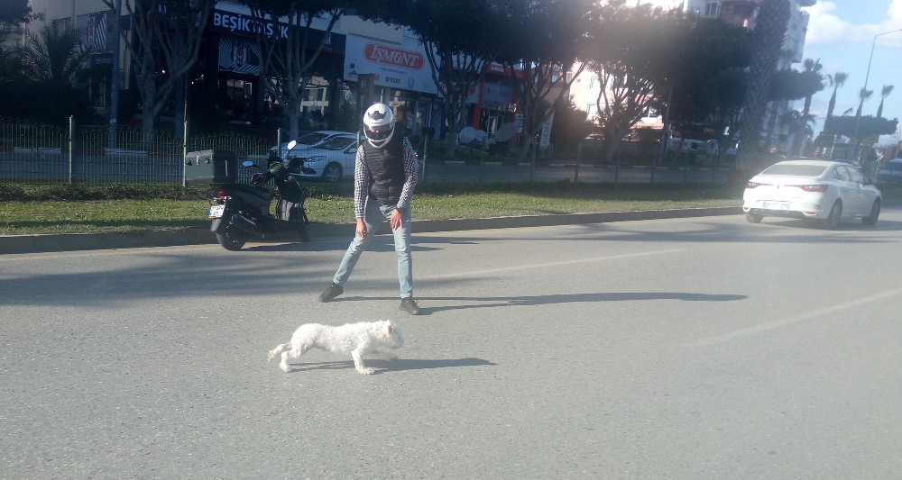Antalya’da sahibini kaybeden köpek trafiği birbirine kattı