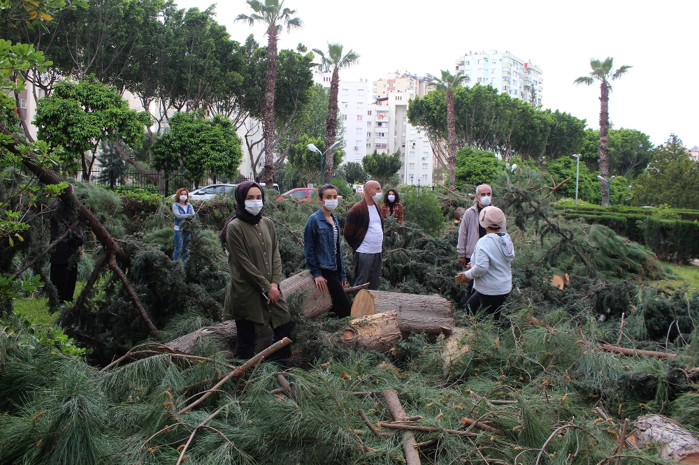 Antalya’da sitede ağaç kesim gerginliği