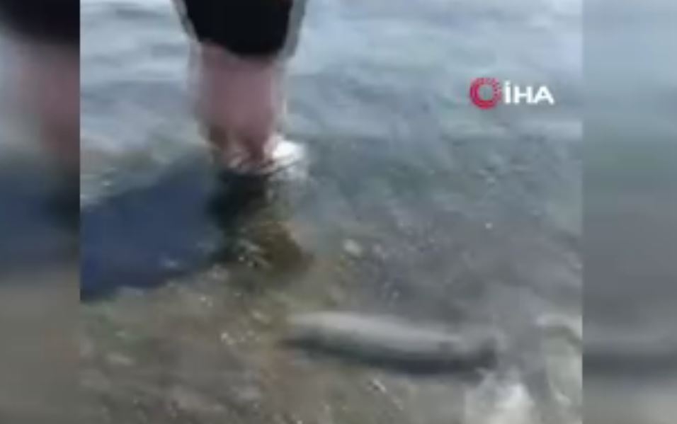 Antalya’da turistlerin yarım metrelik balon balığı heyecanı