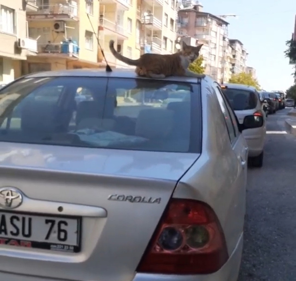 Arabanın tavanındaki kediyle yolculuk etti