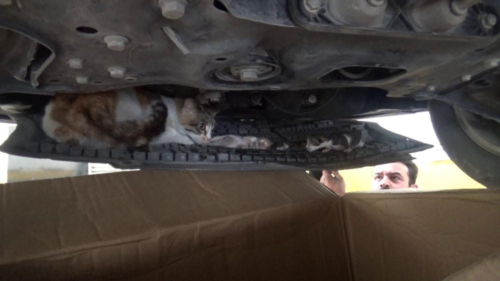 Aracının motorunda yavrulayan kedi için seferber oldu